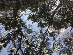 -秋霞圃