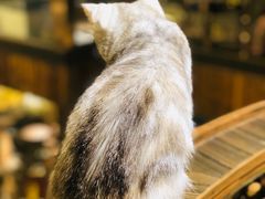 -more than meow吴止猫主题餐厅(承德 中船汇店)