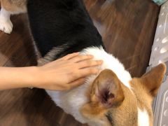 西柚樱花茉莉苏打-柯斗斗主题餐厅·狗咖·围炉煮茶·茶饮(国瑞升平里店)