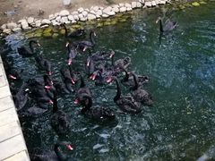 -长白岛森林公园