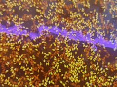 -徐妹串串香(春熙路店)