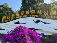 -西双版纳原始森林公园