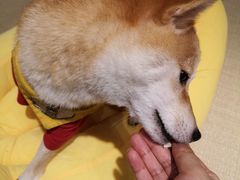 -逗柴咖啡屋·狗咖猫咖宠物桌游
