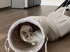 -猫大福·Fortune Cat猫舍(百子湾店)