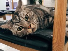 -平行世界·猫咖(首经贸店)