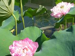 -莲花池公园