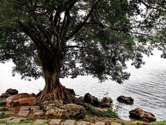 -宝安西湾红树林湿地公园