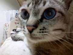 -瑞派宠物医院·24h·骨外科·皮肤科·全科宠物医疗转诊中心(沈阳浑南院)