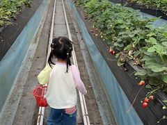 -苏州太湖西山岛开心农场