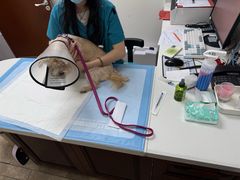 -美联众合动物医院·24h转诊中心