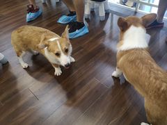 -柯斗斗主题餐厅·狗咖·围炉煮茶·茶饮(国瑞升平里店)