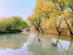 -长兴太湖图影湿地文化园