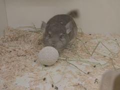 -龙猫仔乐园(惠福东路店)