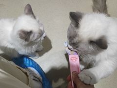 -藏猫猫咖啡主题馆(中央大道店)