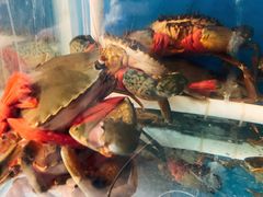 -金陵暴走小龙虾·迷踪蟹(凯德MALL店)
