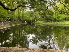 -上海共青森林公园