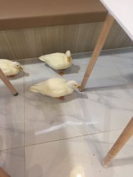 -Moni星球萌宠·小马宝莉·灵蛇·高端高阶全萌宠互动体验俱乐部(红豆国际广场店)
