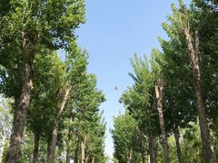 -蟹岛开饭楼