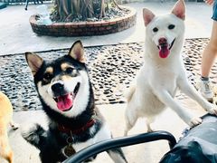 -柴犬高等学院·狗咖·柴犬售卖·宠物训练