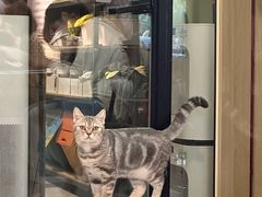 -平行世界·猫咖(首经贸店)