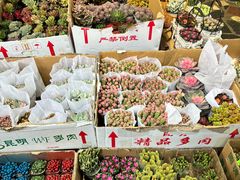 -循礼门鲜花花市(武汉循礼门店)