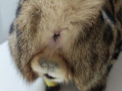 -谐和贝康宠物医院24小时·宠保定点(急重症转诊中心)