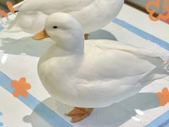 -怪兽屋·羊驼·猫咖·狗咖(俊华广场店)