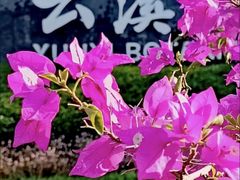 -云溪植物园