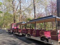 -合肥滨湖国家森林公园