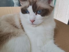 -猫小院猫主题餐厅(南锣旗舰店)
