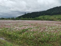 -径山花海