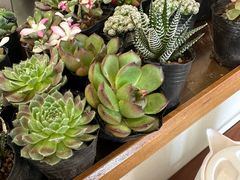 -肥朵食堂(带梦胡同店)