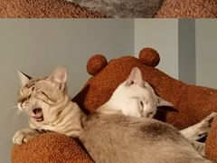 -Cappucimeow猫咪咖啡馆(韦伯时代店)