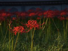 -西安大兴善寺
