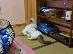 -猫先生桌游