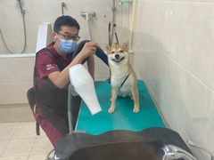 -美联众合爱康动物医院•复杂内科•肿瘤科•牙科•腔镜诊疗中心