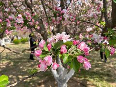 -海棠花溪(元大都城垣遗址公园)