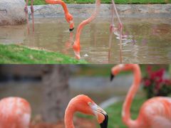 -灵玲国际马戏城