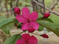 -海棠花溪(元大都城垣遗址公园)