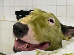 -Oh My Dog宠物沙龙(伊珊娜皮毛护理店)