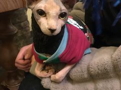-猫色咖啡·猫咖