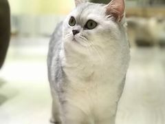 -猫和宫(六道口店)