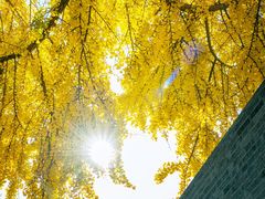 -自如ZSPACE四合院艺术餐厅