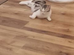 -袖虎·猫馆(体育西路店)