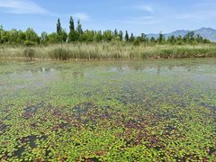 -野鸭湖国家湿地公园