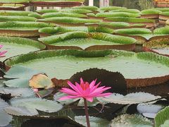 -中国科学院西双版纳热带植物园