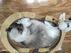-MOCHA明星猫咖(田子坊店)