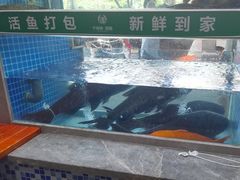 -全乐鱼馆·淳牌有机鱼直营店