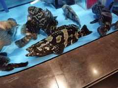 -钟菜·粤菜点心·宴请(海上世界·汇港二期店)
