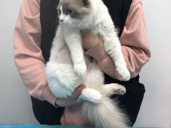 -北京观赏动物医院·24小时大型综合·猫专科·异宠专科